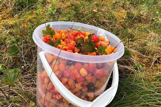 Wild Forest Berries and Mushrooms Picking Tour - Meeting Points & Additional Info