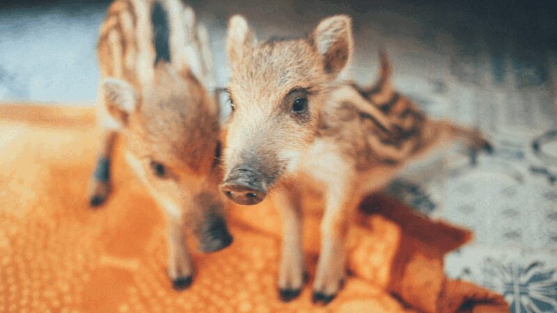 Wild Forest Reserve Foundation - Visit - Final Thoughts