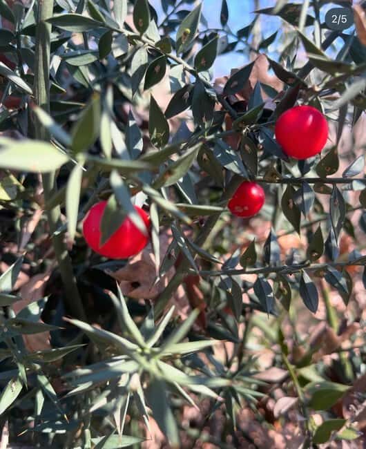 Wild Fruit Picking Experience at Hani i Qerosit - Key Points