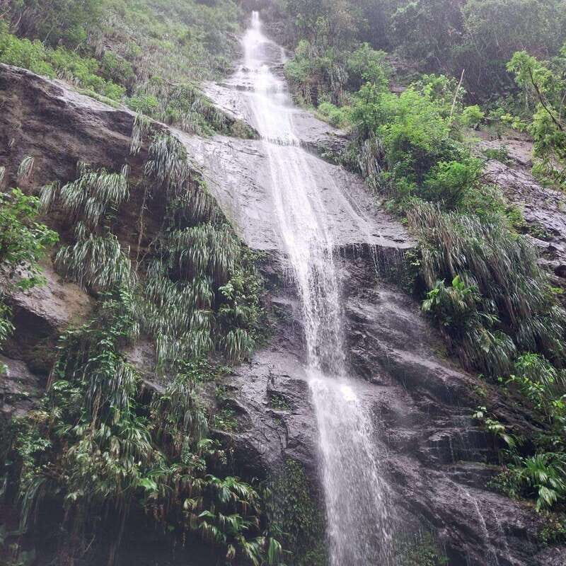 Wild Immersion : Hiking in the Heart of the Tropical Forest - Key Points