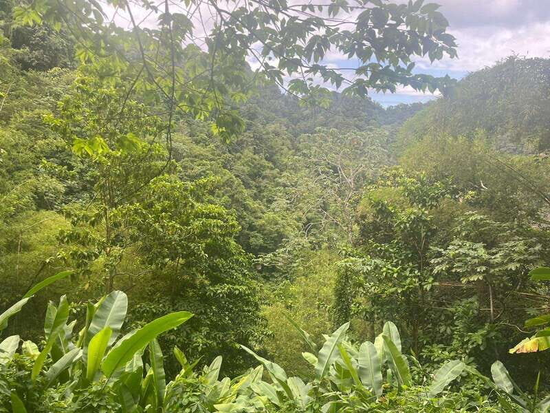 Wild Immersion : Hiking in the Heart of the Tropical Forest - Discovering Martiniques Tropical Heart