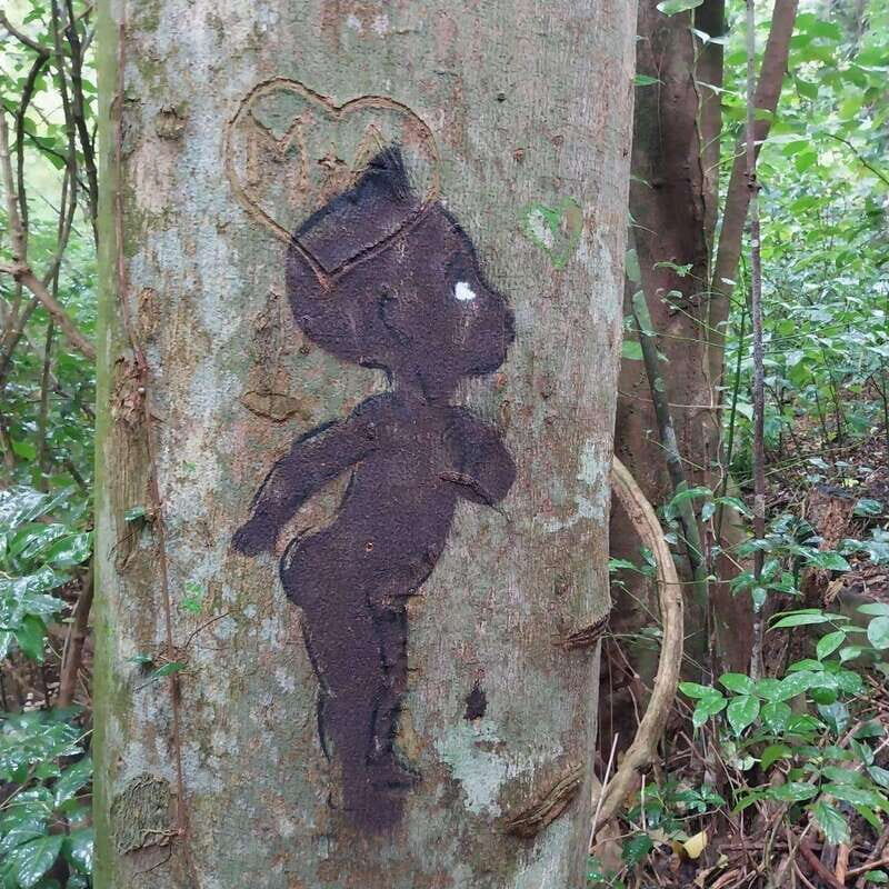 Wild Immersion : Hiking in the Heart of the Tropical Forest - What’s Included and the Cost