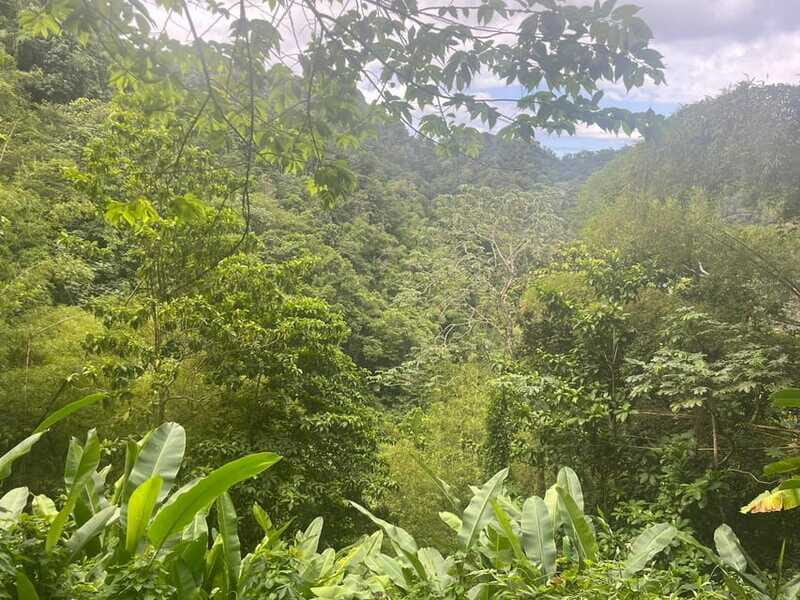 Wild Immersion : Hiking in the Heart of the Tropical Forest - The Sum Up