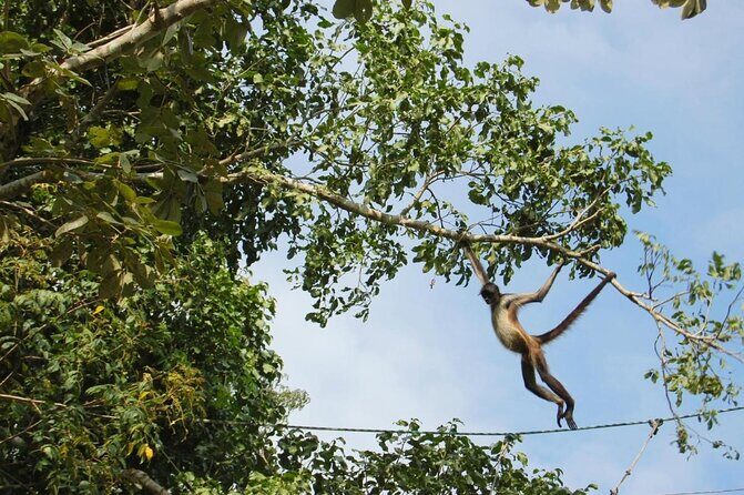 Wild Monkey Adventure (Private, Full Day) - What to Expect on the Wild Monkey Adventure