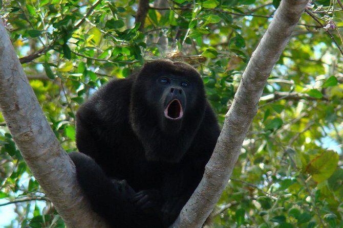 Wild Monkey Tour (Private, Half Day) - Key Points