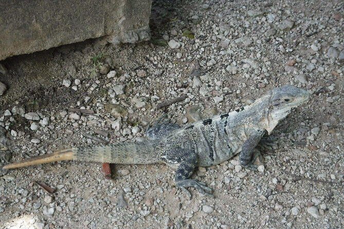 Wild Monkey Tour (Private, Half Day) - Who Should Book This Tour?