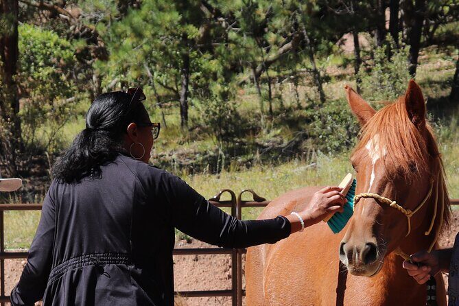 Wild Mustang Experience Near Colorado Springs - The Cost and Value