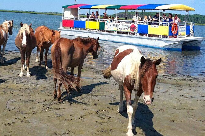 Wild Pony Watching Boat Tour from Chincoteague to Assateague - Wild Pony Watching Boat Tour from Chincoteague to Assateague: An Honest Look