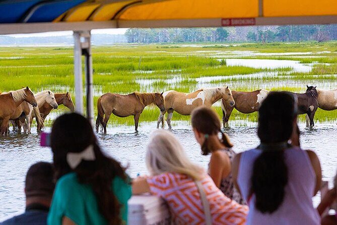 Wild Pony Watching Boat Tour from Chincoteague to Assateague - Key Points
