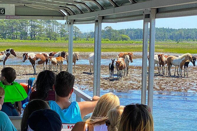 Wild Pony Watching Boat Tour from Chincoteague to Assateague - The Itinerary: A Closer Look