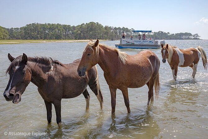 Wild Pony Watching Boat Tour from Chincoteague to Assateague - The Sum Up