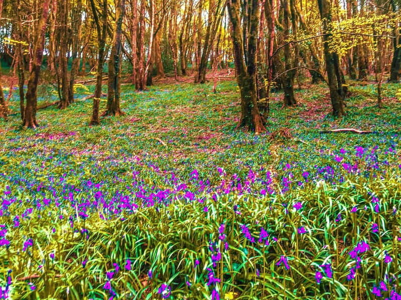 Wild west: Tour Cornwall`s rugged west coast. - Who Is This Tour Best For?