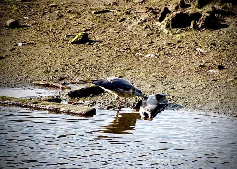 Wild Wolf Tour - 2 Hr - Cultural Insights at the Totem Pole Park