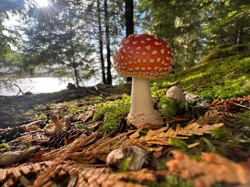 Wild Wolf Tour - 2 Hr - Final Thoughts