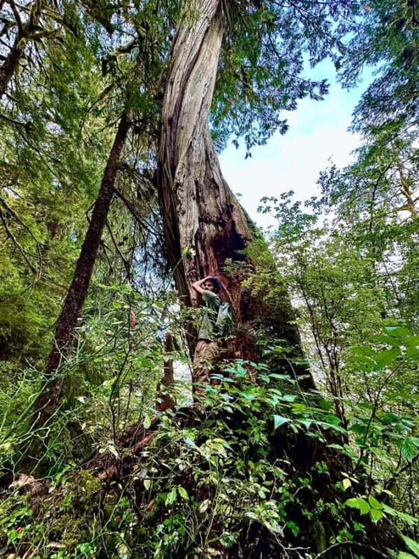 Wild Wolf Tours - 3 hour - Wild Wolf Tours - 3 Hour: An Honest Look at a Ketchikan Nature Walk