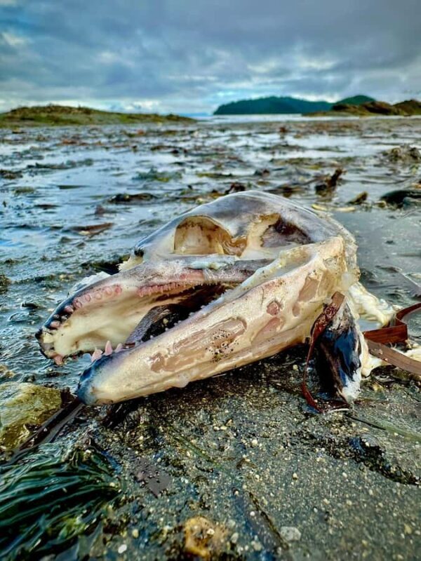 Wild Wolf Tours - 3 hour - What to Expect from This 3-Hour Adventure