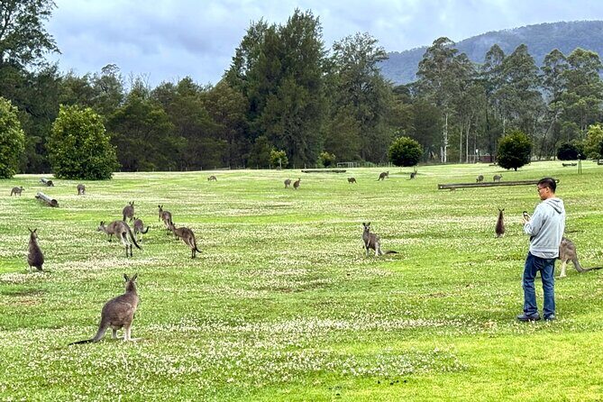 WILD Wombat and Kangaroo Day Tour, All Inclusive - Who Is This Tour Best For?