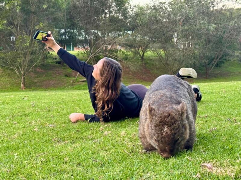 WILD Wombats and Kangaroo Experience, All Inclusive, Sydney - Key Points