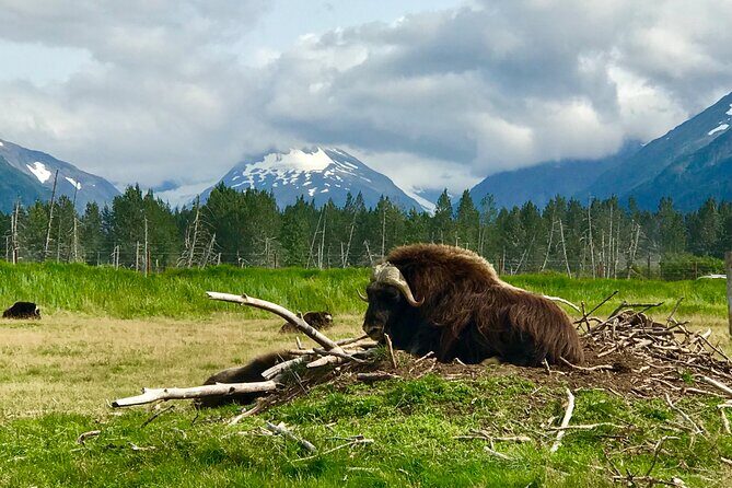 Wilderness and Wine Tasting out of Anchorage - Key Points