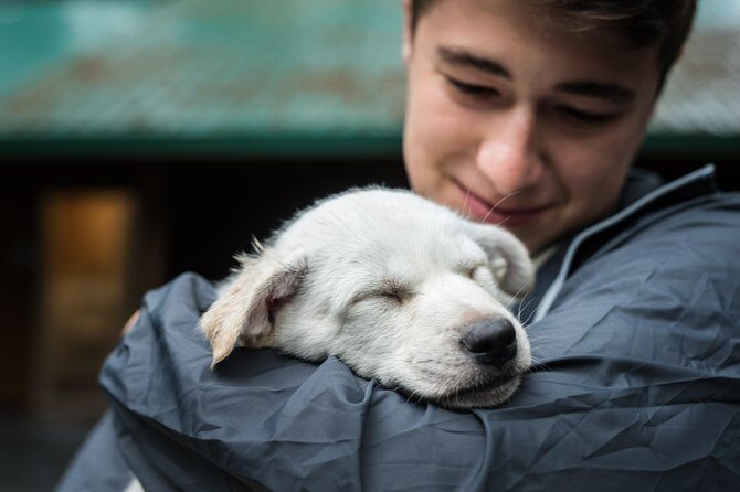 Wilderness Dog Sled Ride and Tour in Seward - What the Tour Includes and How It’s Structured