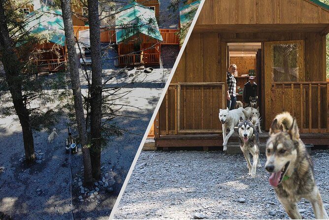 Wilderness Dog Sled Ride and Tour in Seward - The Overall Experience and Value