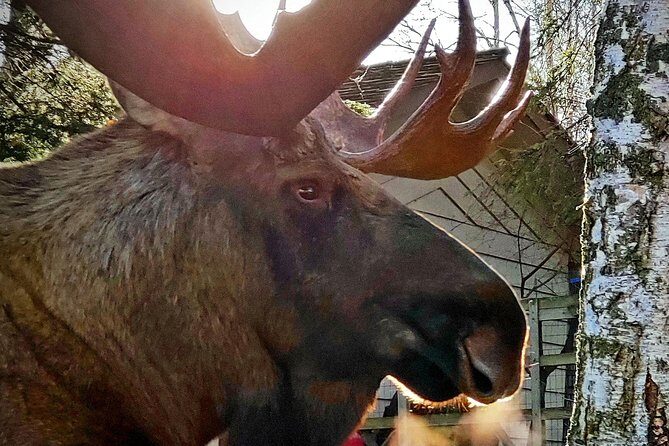 Wilderness, Wildlife, Glacier Experience from Anchorage - Who Is This Tour Best For?