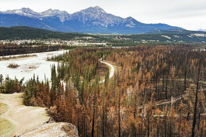 Wildfire Peak Nic - Wildfire Peak Nic: A Trek Through Jasper’s Fire-Scarred yet Flourishing Land