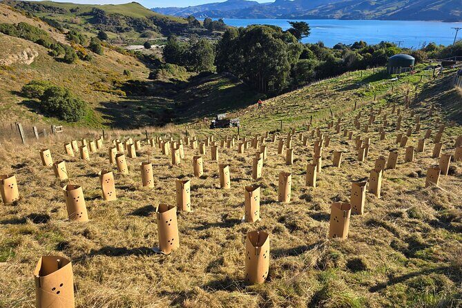 Wildlife and Penguin Tour - Practical Tips for Making the Most of Your Tour