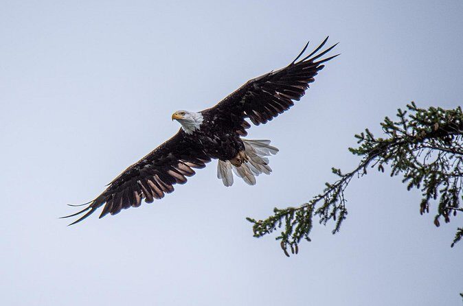 Wildlife and Scenery in Ketchikan - Final Thoughts