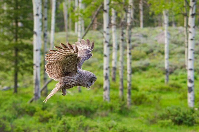 Wildlife and Waterfalls - FAQs