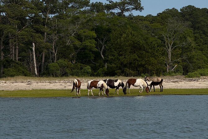 Wildlife Boat Tour with Wild Ponies and Dolphins in Chincoteague - Frequently Asked Questions