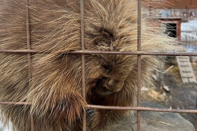 Wildlife Conservation Center and Portage Glacier Lake Viewing - Key Points