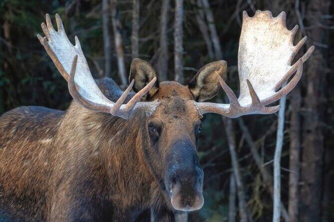Wildlife Conservation Center & Portage Valley Glaciers - A Detailed Look at the Experience
