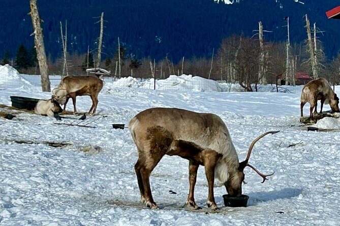 Wildlife Conservation Center & Portage Valley Glaciers - Final Thoughts