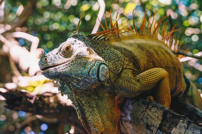 Wildlife Eco Tour on the coast of Oaxaca. - Final Thoughts