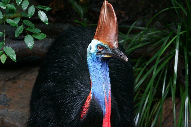 Wildlife Habitat Port Douglas - Key Points