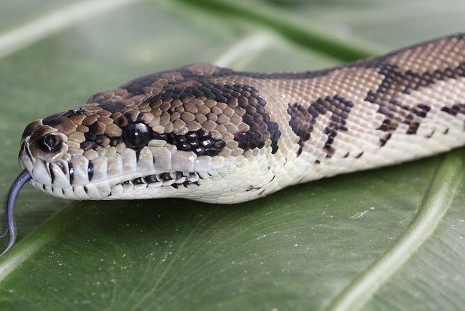 Wildlife Habitat Port Douglas - Who Will Love This Experience?