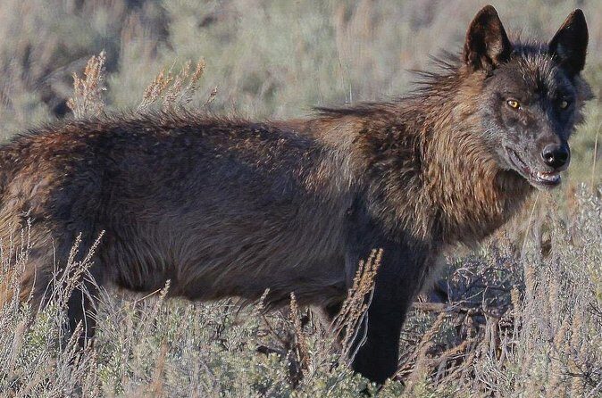 Wildlife Hiking Adventure in Yellowstone with Lunch - Who Is This Tour Best For?