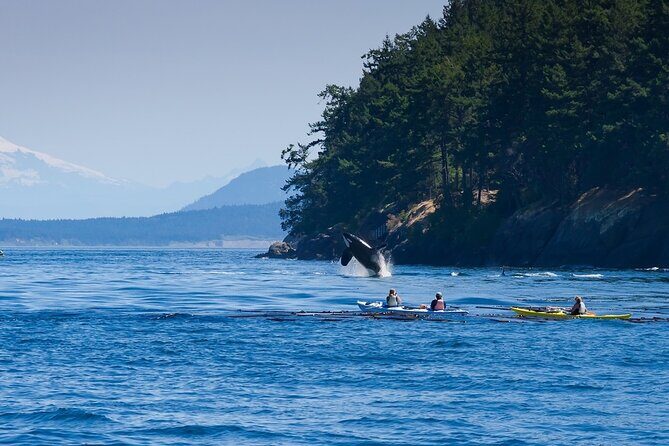 Wildlife Kayak Tour at Fort Flagler State Park - An Honest Look at the Wildlife Kayak Tour