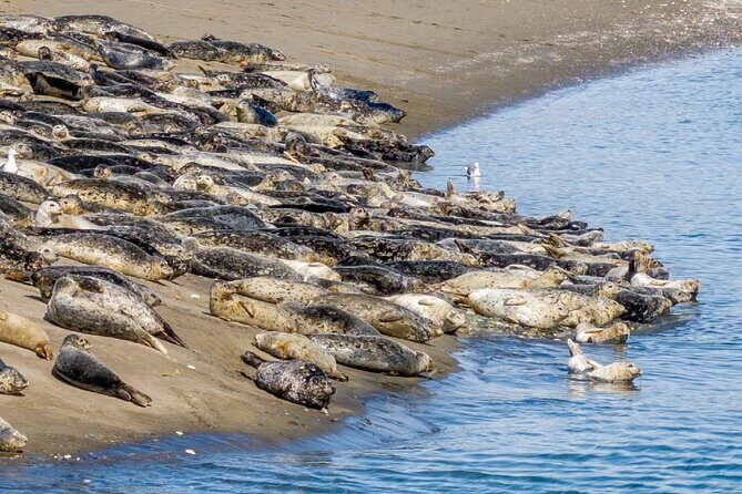 Wildlife Kayak Tour at Fort Flagler State Park - The Experience and Group Dynamics