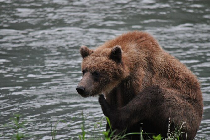 Wildlife Safari & Bear Viewing from Skagway - An In-Depth Look at This Skagway Wildlife Adventure
