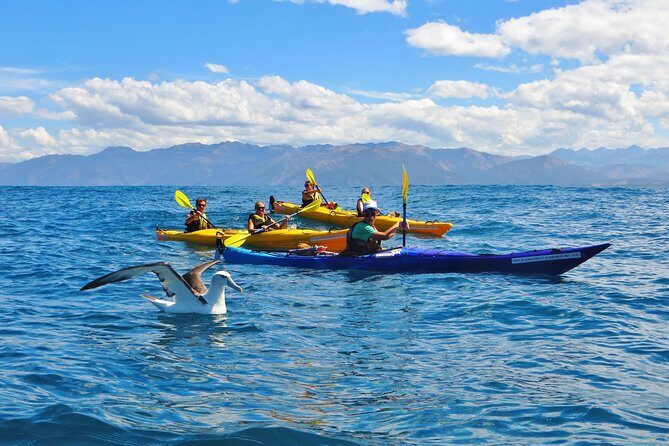 Wildlife Sea Kayaking Tour - Kaikoura - Key Points
