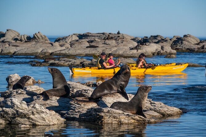Wildlife Sea Kayaking Tour - Kaikoura - The Experience & Its Value