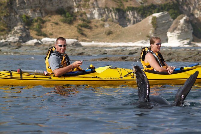 Wildlife Sea Kayaking Tour - Kaikoura - Who Should Consider This Tour?