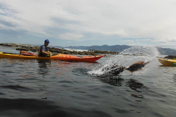 Wildlife Sea Kayaking Tour - Kaikoura - The Sum Up