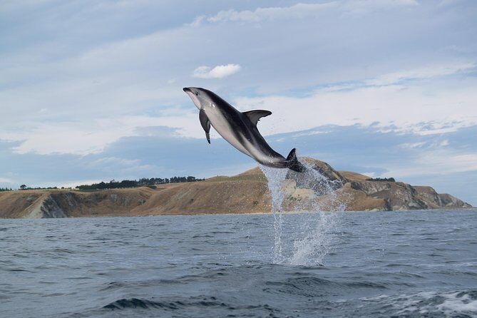 Wildlife Sea Kayaking Tour - Kaikoura - FAQ