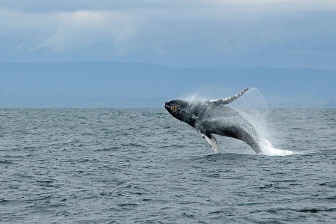 Wildlife Viewing and Whale Watching Quest - An In-Depth Look at What You Can Expect
