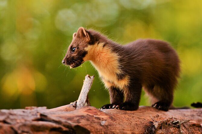 Wildlife Watching Safari by Vehicle & Walks / Photography workshops with a Guide - FAQ