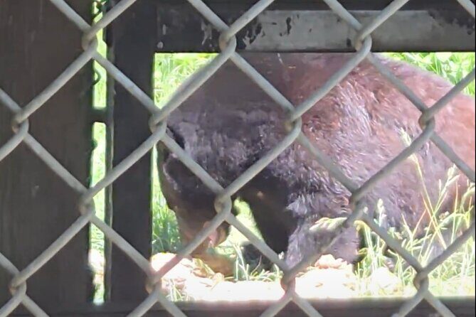 Wildlife, Waterfalls, Caves, Old Growth on Vancouver Island - Who Is This Tour Best For?