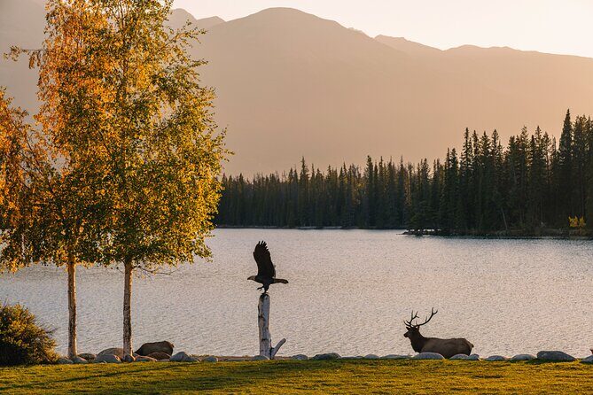Wildlife Wild Skies: Jasper Planetarium Combo - Practical Considerations